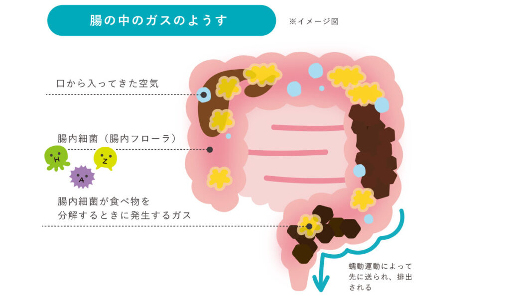腸内でガスが発生する仕組みのイメージ図