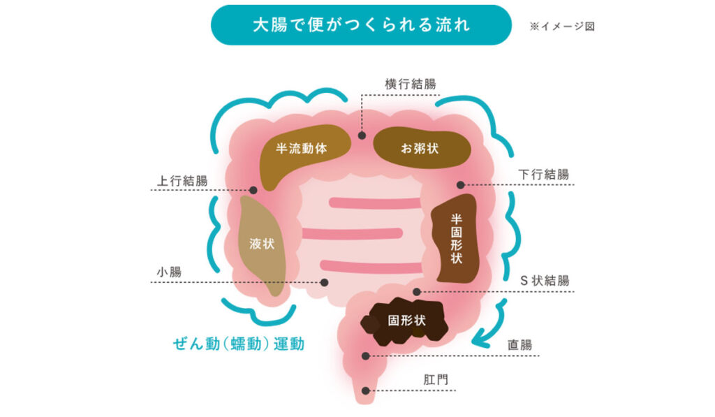 上行結腸から直腸へ進むにつれて、ぜん動運動で便が移動する大腸のイメージ図