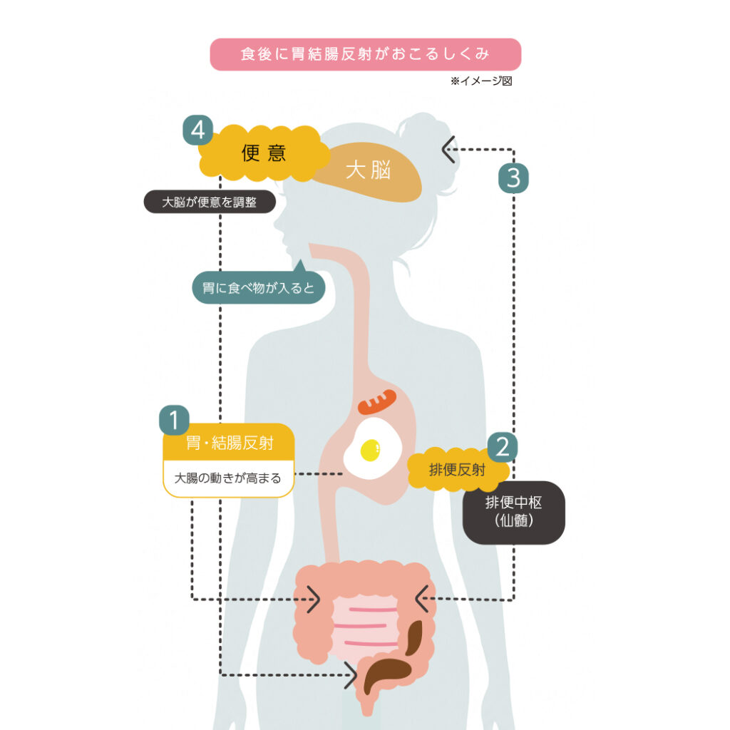 食後にい結腸反射がおこる仕組みのイラスト