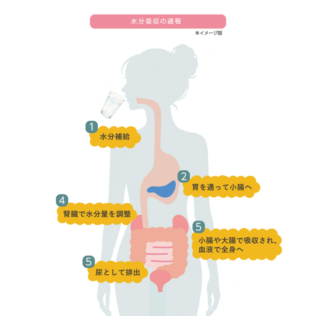 補給した水分が胃や小腸を通り、体内で吸収される流れを示したイラスト